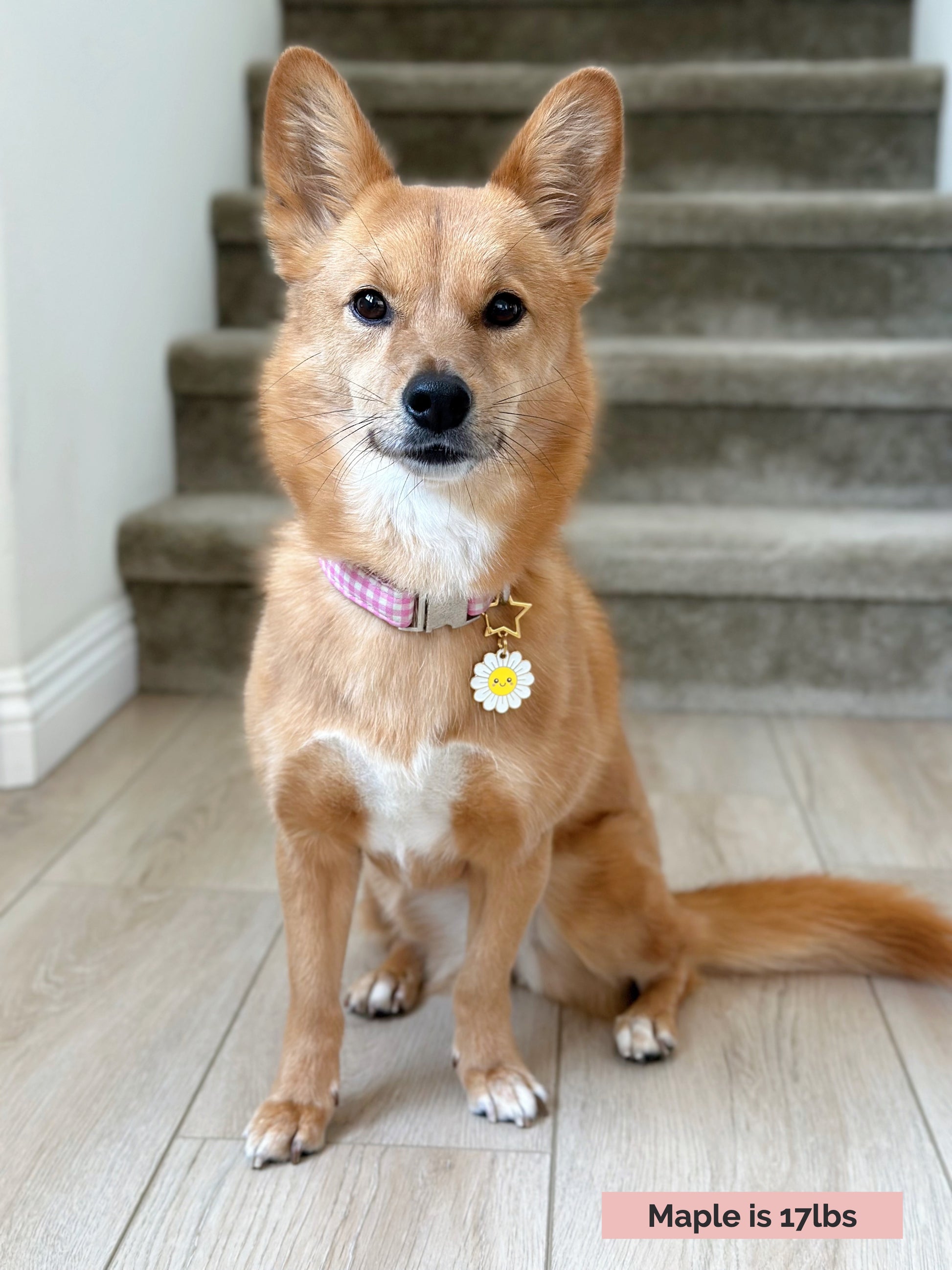 Daisy image 3