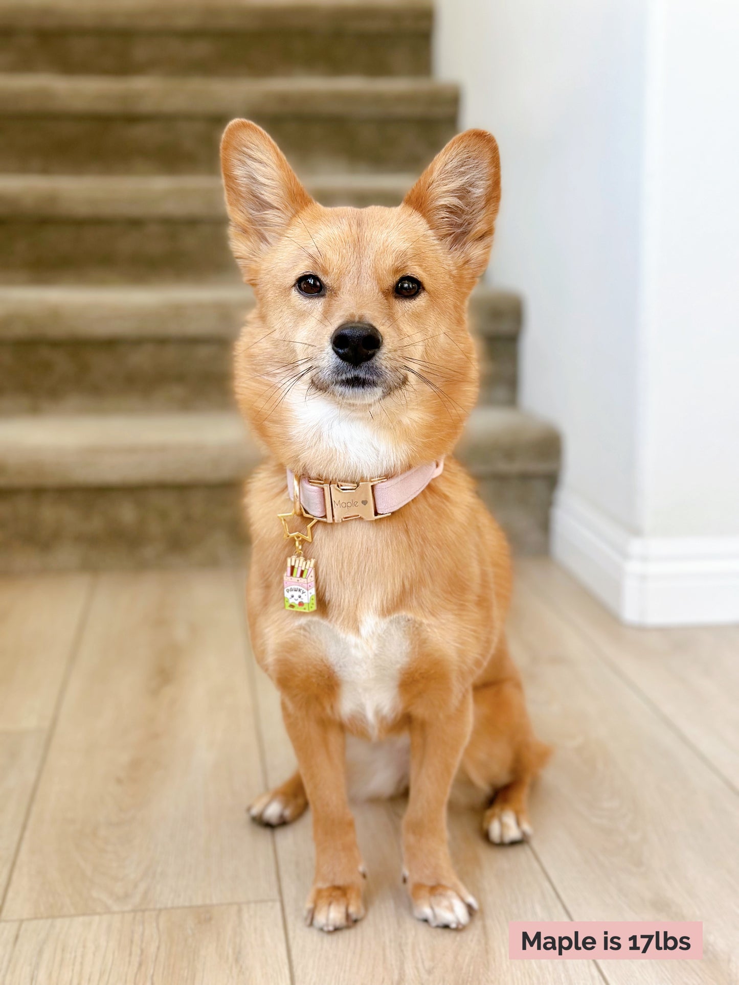 Pawky (Perfectly Imperfect) image 4