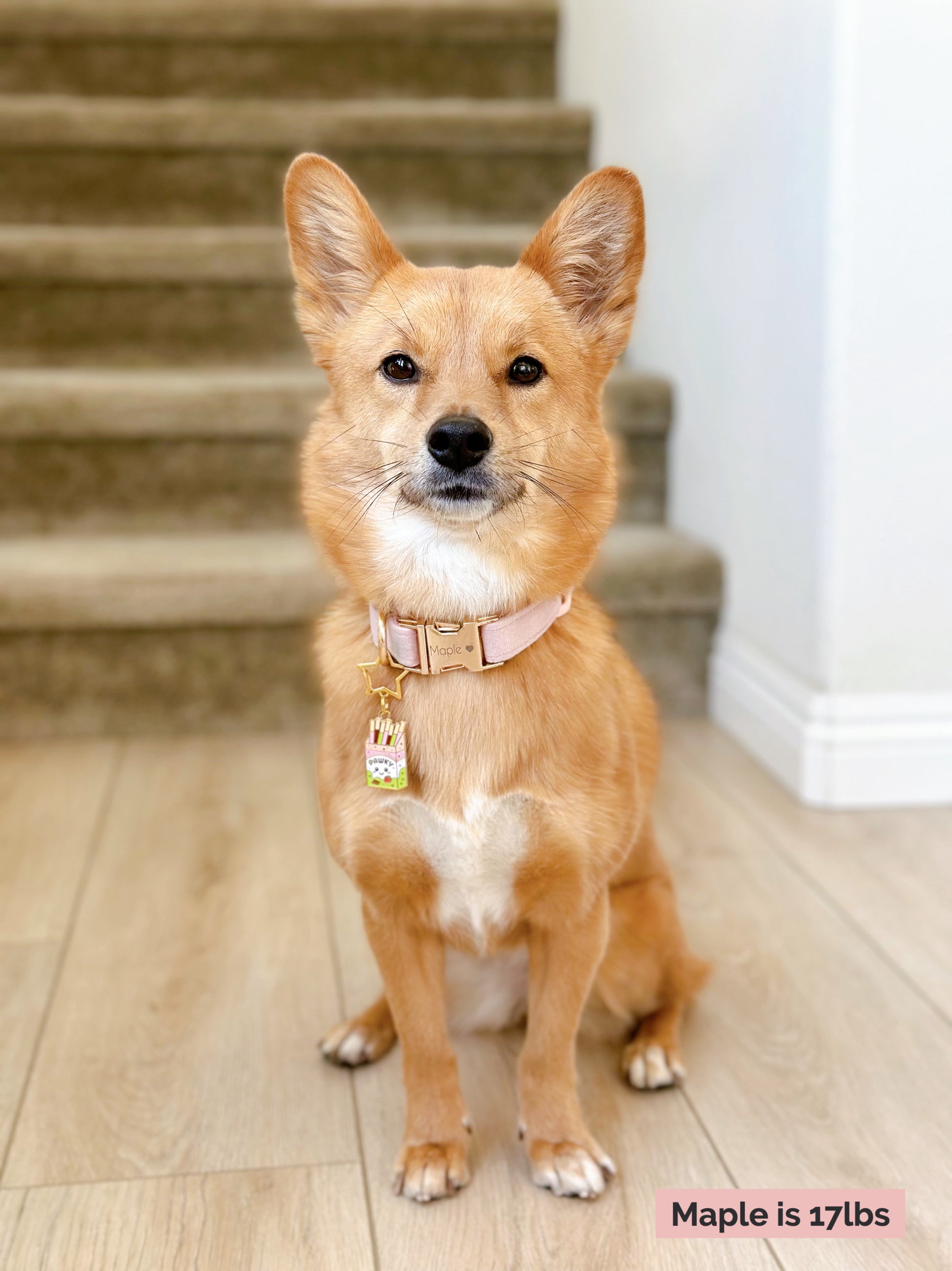 Pawky (Perfectly Imperfect) image 4