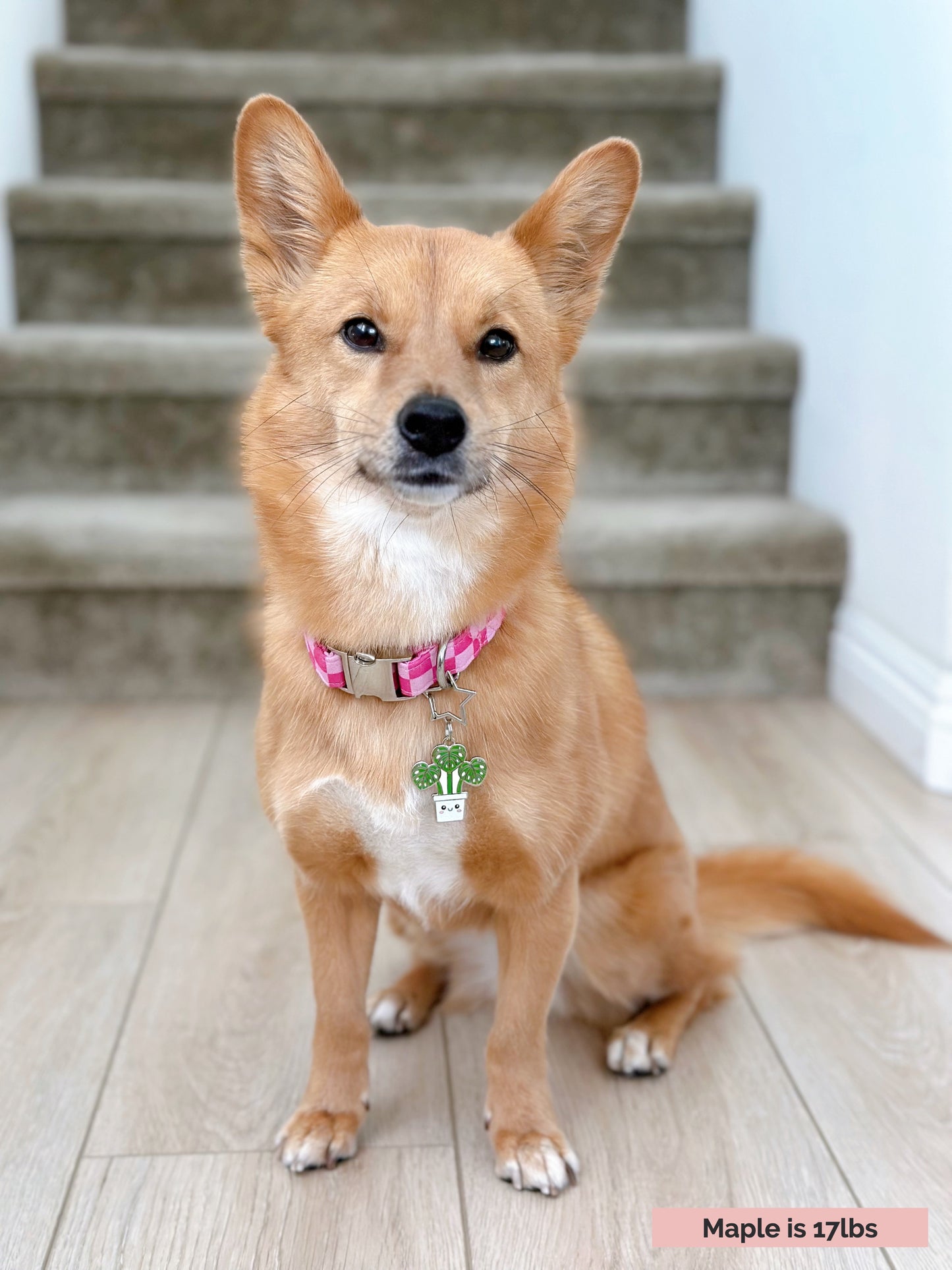 Monstera (Perfectly Imperfect) image 3