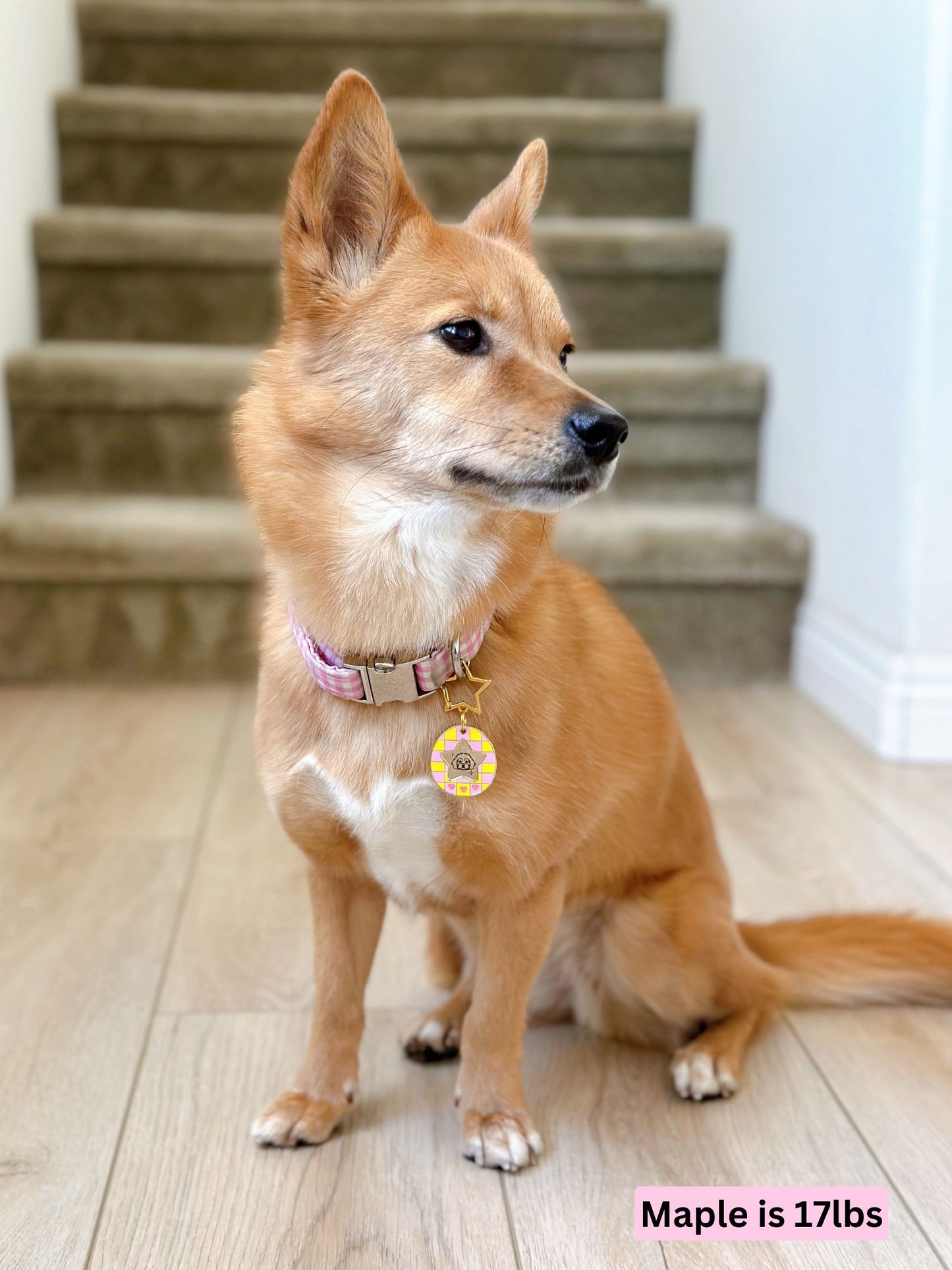 Charmagotchi (customize your breed)