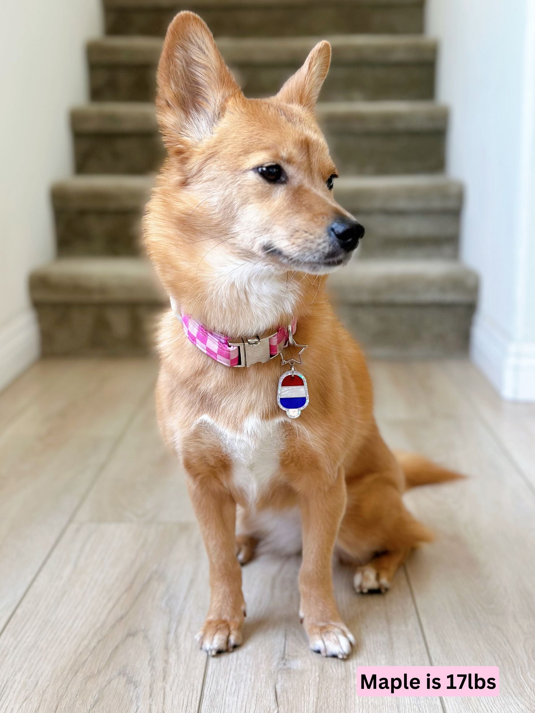 maplePatrioticPupsicle.jpg